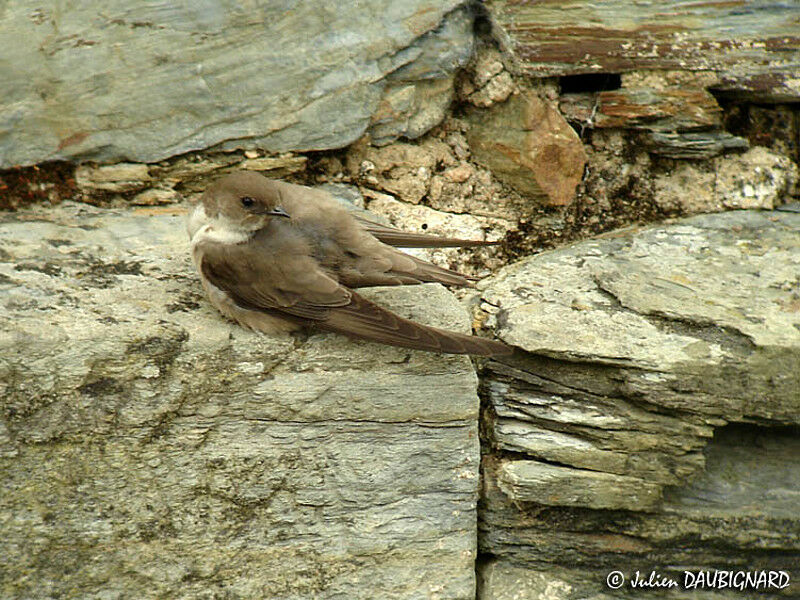 Hirondelle de rochers