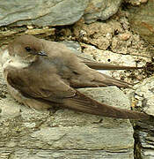 Eurasian Crag Martin