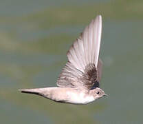 Eurasian Crag Martin