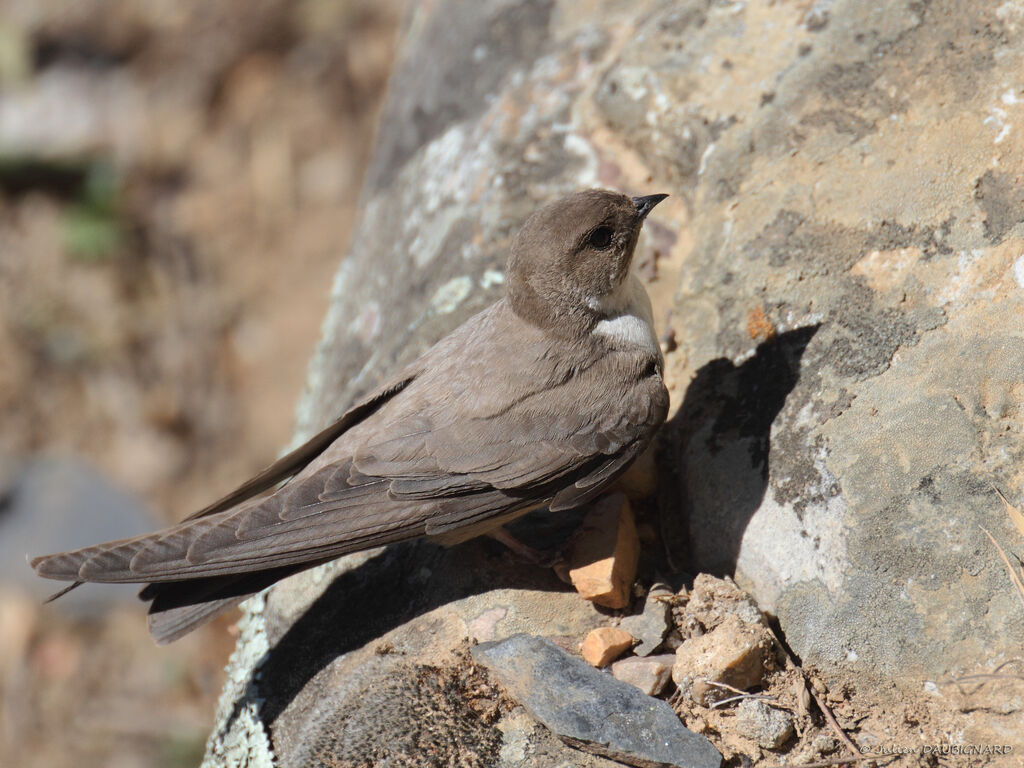 Eurasian Crag Martinadult, identification