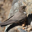 Hirondelle de rochers
