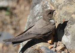 Eurasian Crag Martin