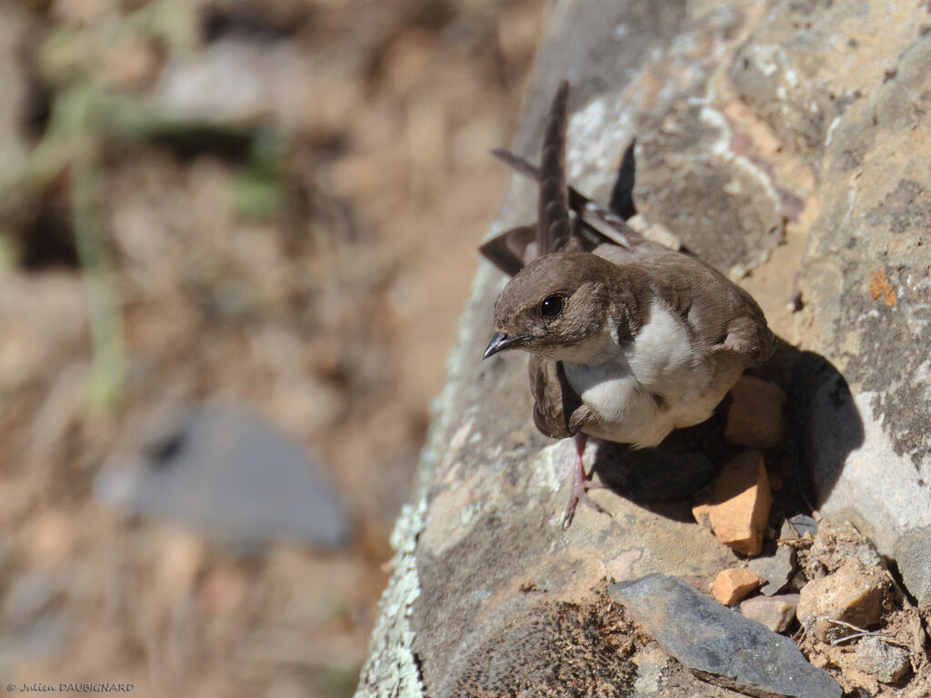 Eurasian Crag Martinadult, habitat