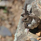 Hirondelle de rochers