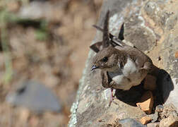 Eurasian Crag Martin