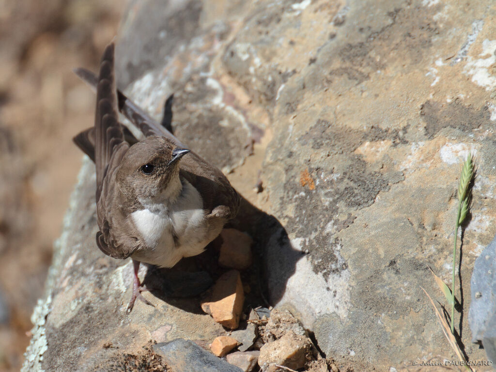 Hirondelle de rochersadulte, identification