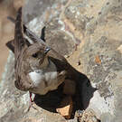 Hirondelle de rochers