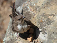 Eurasian Crag Martin