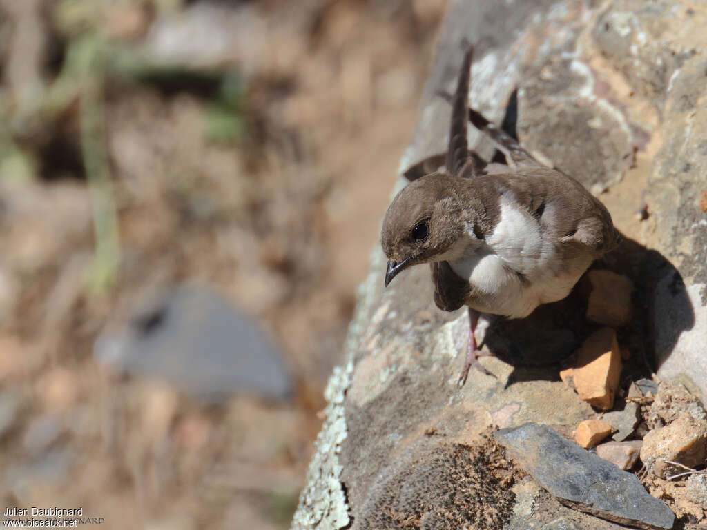 Eurasian Crag Martinadult, habitat