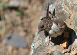 Eurasian Crag Martin