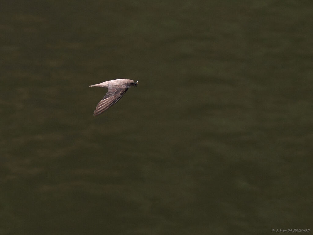 Eurasian Crag Martinadult, Flight