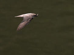 Eurasian Crag Martin