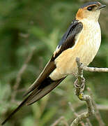 Red-rumped Swallow