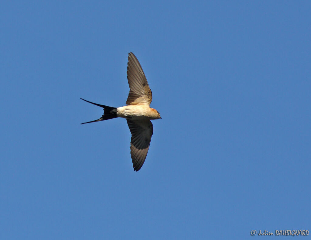 Hirondelle rousseline, Vol