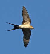 Red-rumped Swallow