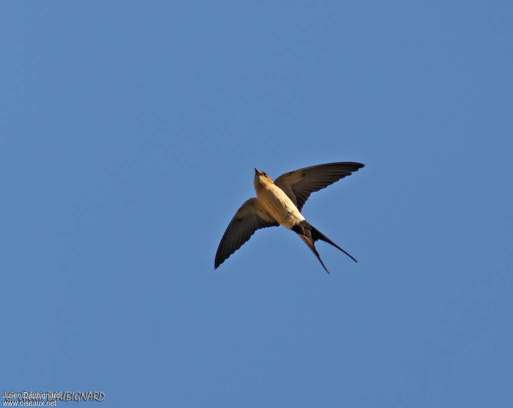 Red-rumped Swallowadult, Flight