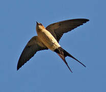 Red-rumped Swallow