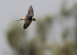 Red-rumped Swallow