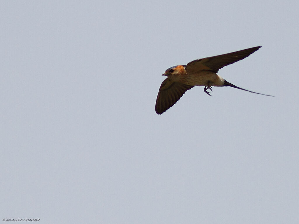 Red-rumped Swallowadult, Flight