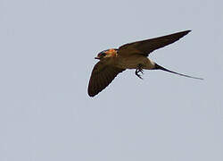 Red-rumped Swallow