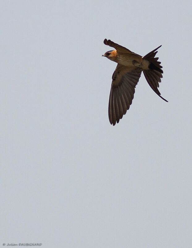 Red-rumped Swallowadult, Flight