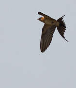 Red-rumped Swallow