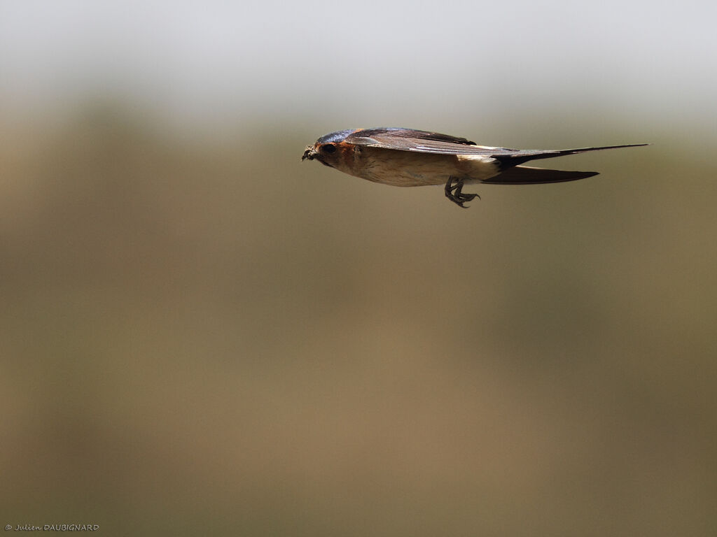 Red-rumped Swallowadult, Flight