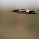 Hirondelle rousseline