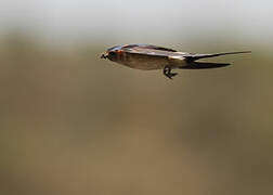 Red-rumped Swallow