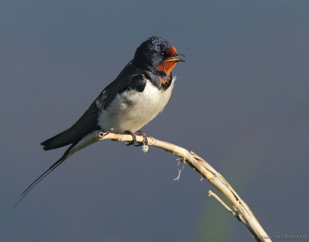 Hirondelle rustiqueadulte, identification