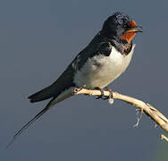 Barn Swallow