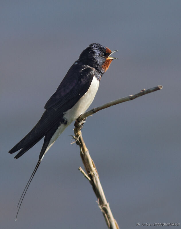 Hirondelle rustique, identification, chant