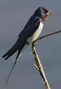 Barn Swallow