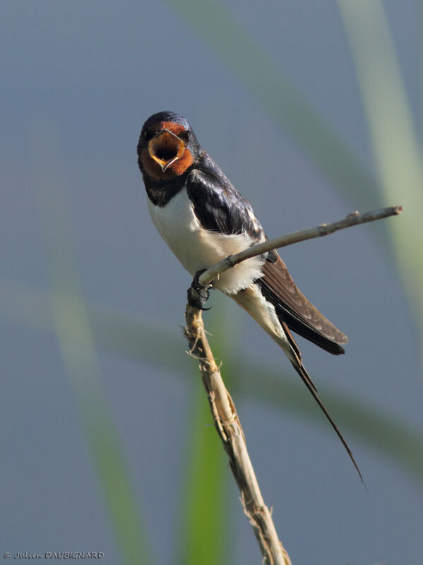 Hirondelle rustiqueadulte, identification, chant