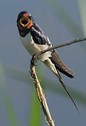 Barn Swallow