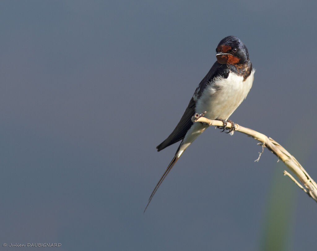 Hirondelle rustiqueadulte, identification