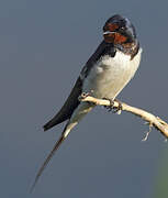 Barn Swallow