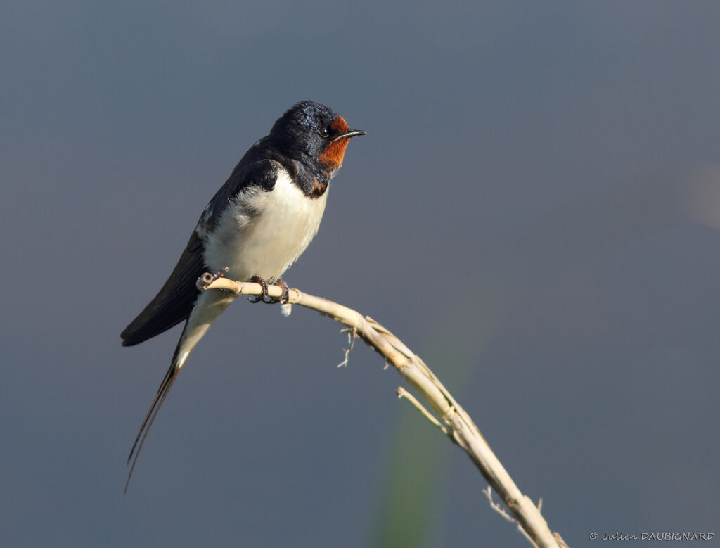 Hirondelle rustiqueadulte, identification