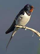 Barn Swallow