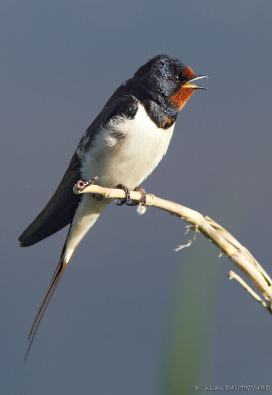 Hirondelle rustiqueadulte, identification, chant