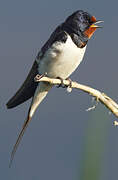 Barn Swallow