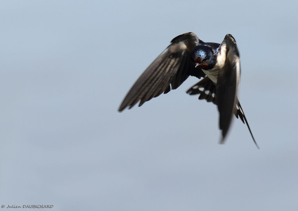 Barn Swallow, Flight