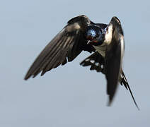 Barn Swallow