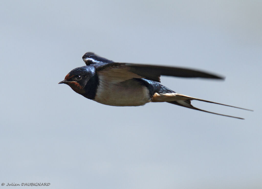 Hirondelle rustiqueadulte, Vol