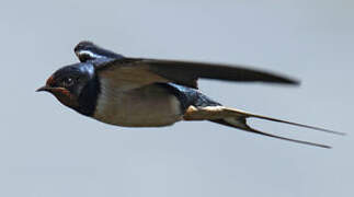 Barn Swallow