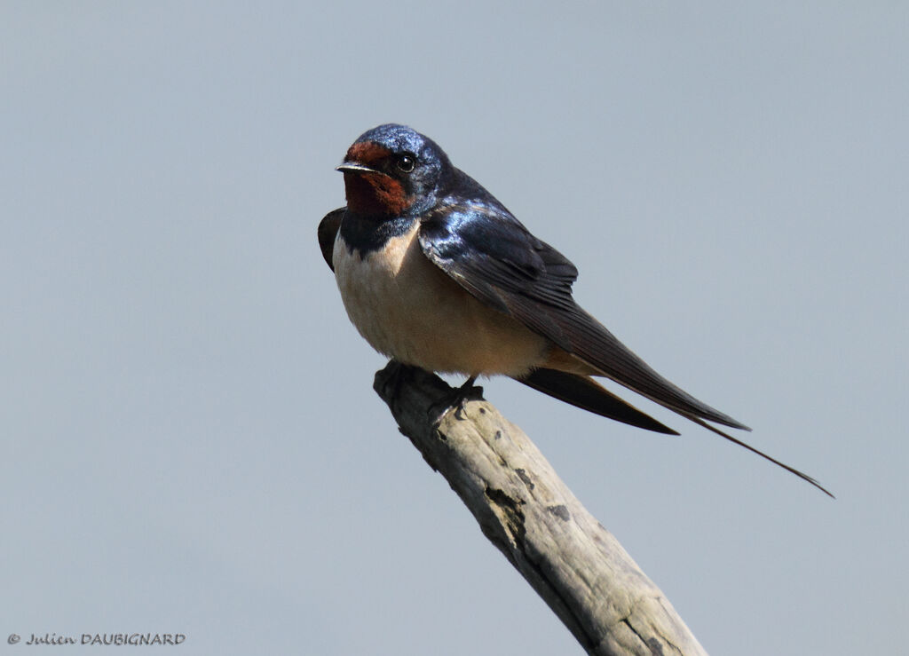 Barn Swallowadult, identification