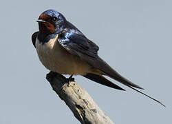 Barn Swallow