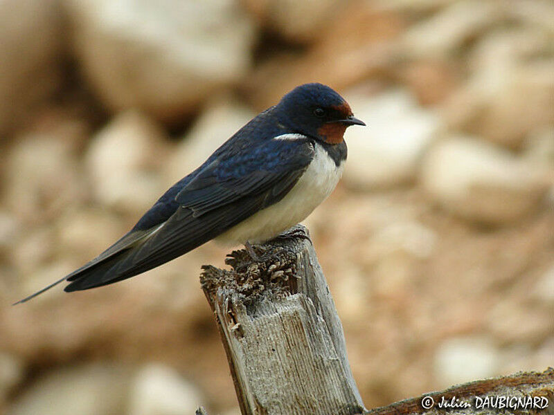 Barn Swallow