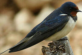 Barn Swallow