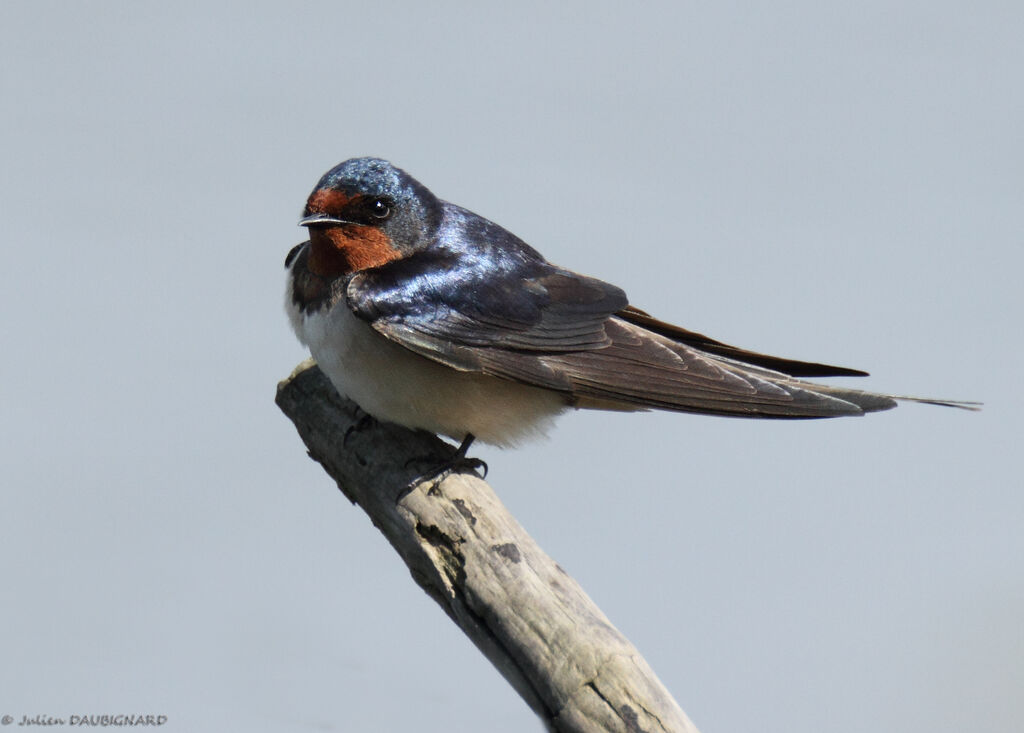 Hirondelle rustiqueadulte, identification